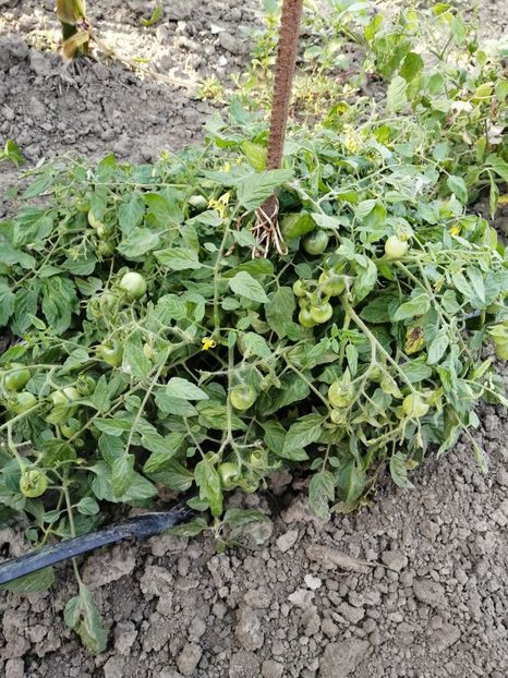  - SEMINTE ROSII - T 615 TUMBLING TOM RED - curgatoare de ghiveci