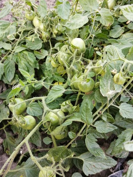  - SEMINTE ROSII - T 615 TUMBLING TOM RED - curgatoare de ghiveci