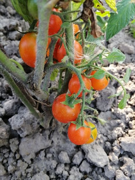  - SEMINTE ROSII - T 572 PENDULINA ORANGE - de ghiveci curgatoare