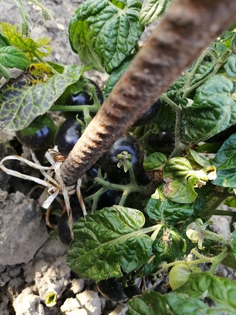  - SEMINTE ROSII - T 624 BLAU ZIMMERTOMATE - de ghiveci