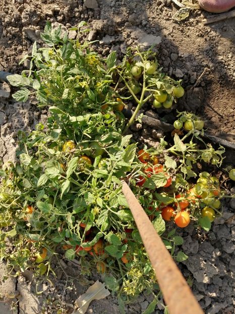  - SEMINTE ROSII - T 615 TUMBLING TOM RED - curgatoare de ghiveci