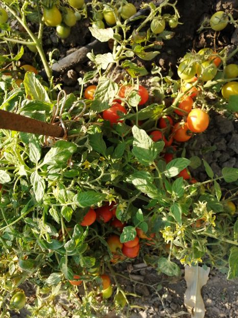  - SEMINTE ROSII - T 615 TUMBLING TOM RED - curgatoare de ghiveci