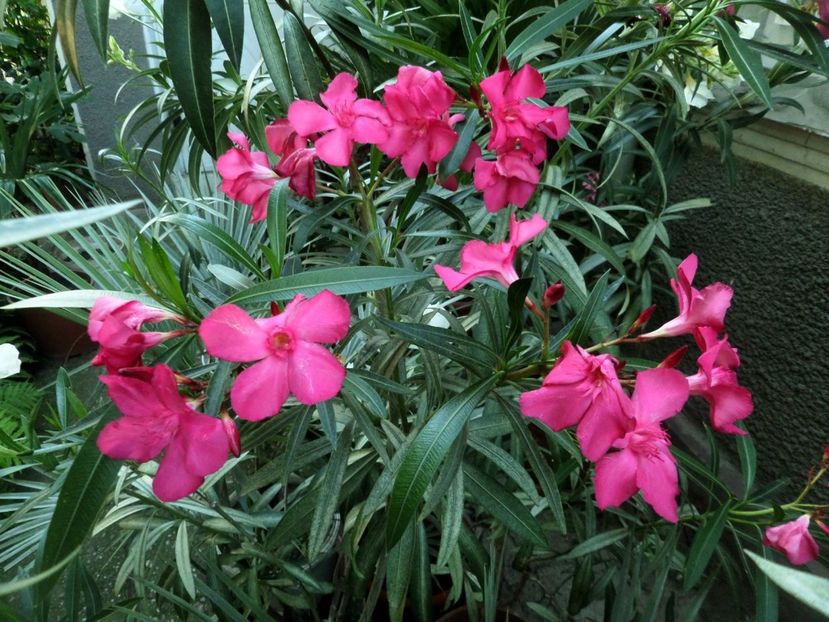 191 - Gradina de flori 2020