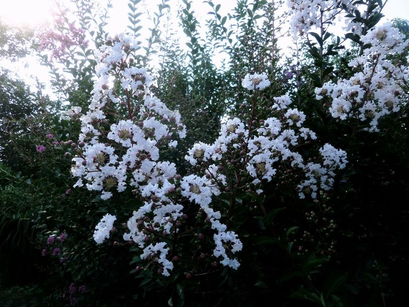 192 - Gradina de flori 2020