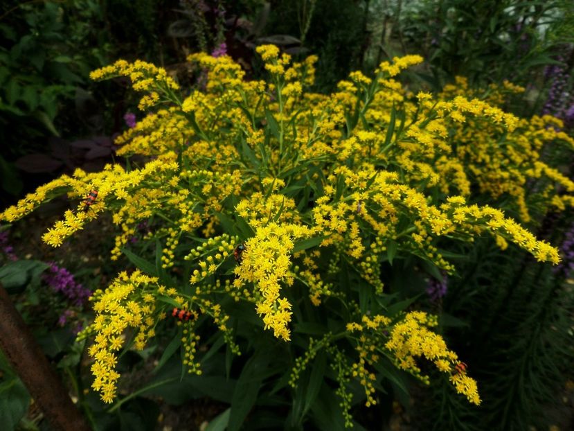 199 - Gradina de flori 2020