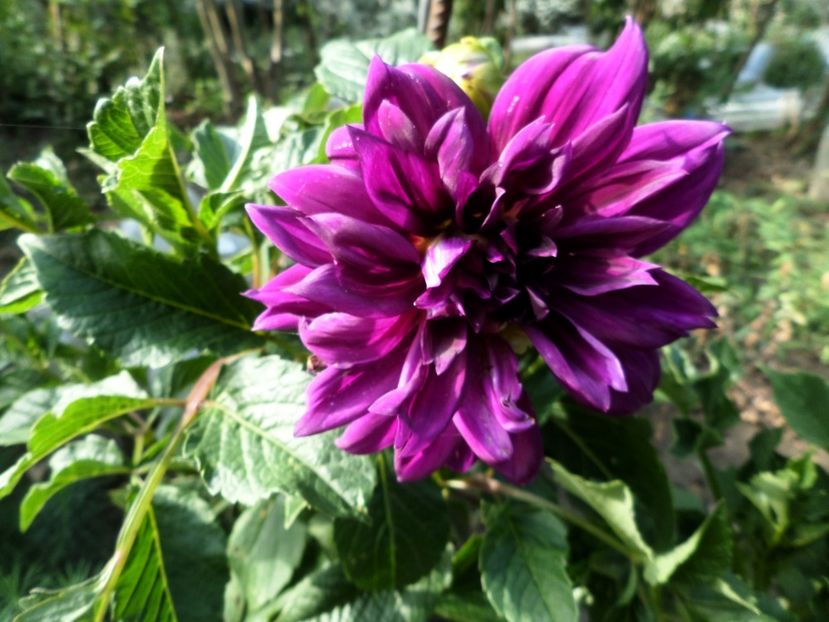 201 - Gradina de flori 2020