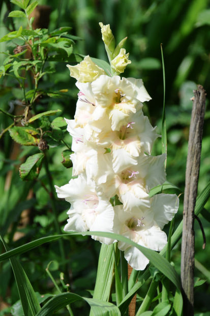  - 04 Gradina de flori 2020