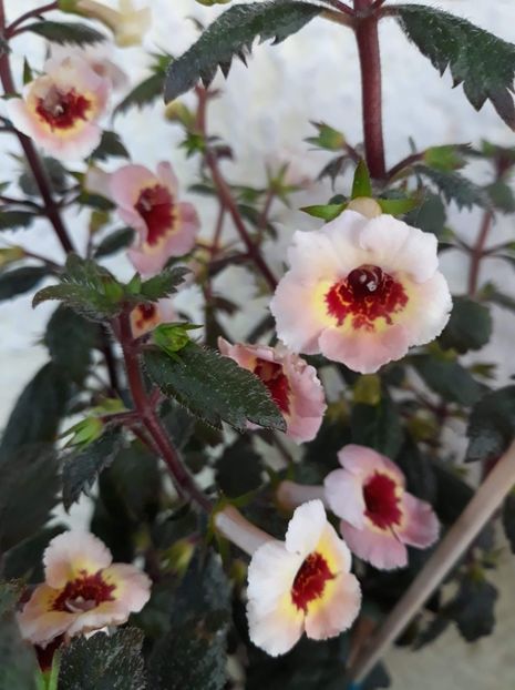  - 001 2021 - Yellow Queen Hy