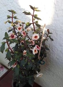  - 001 2021 - Yellow Queen Hy