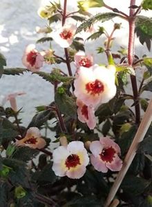  - 001 2021 - Yellow Queen Hy