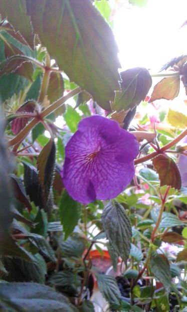  - 000013 ACHIMENES