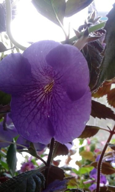  - 000013 ACHIMENES