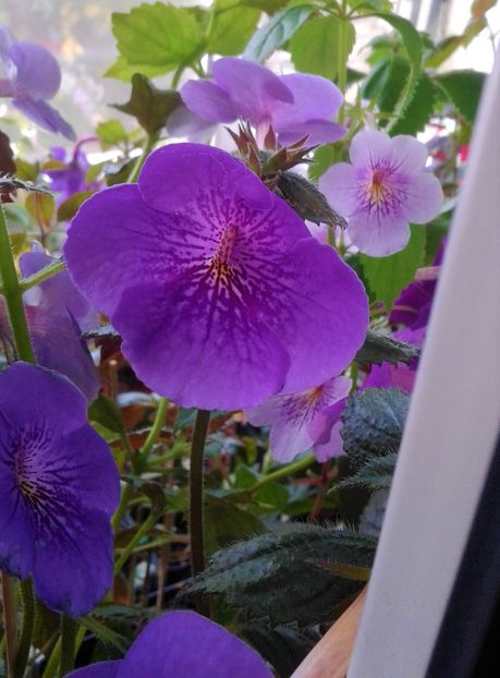  - 000013 ACHIMENES