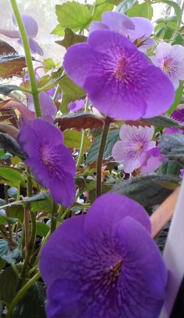  - 000013 ACHIMENES
