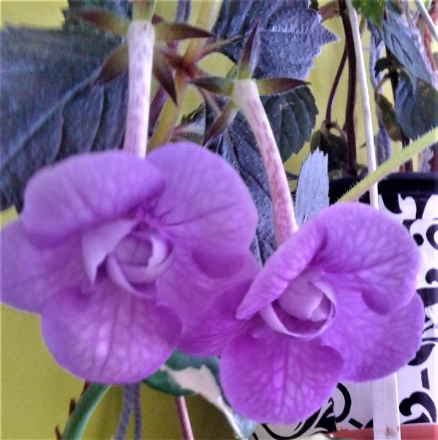  - 000013 ACHIMENES