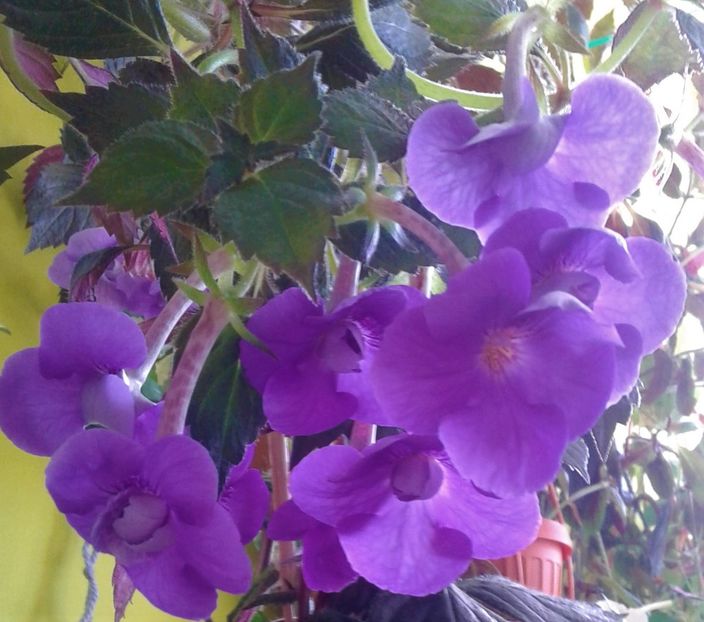  - 000013 ACHIMENES