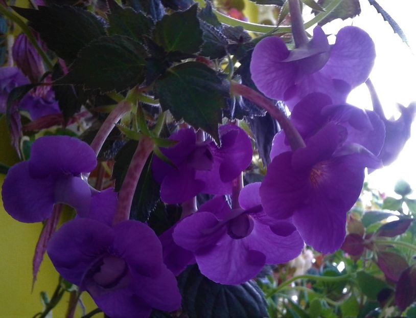  - 000013 ACHIMENES