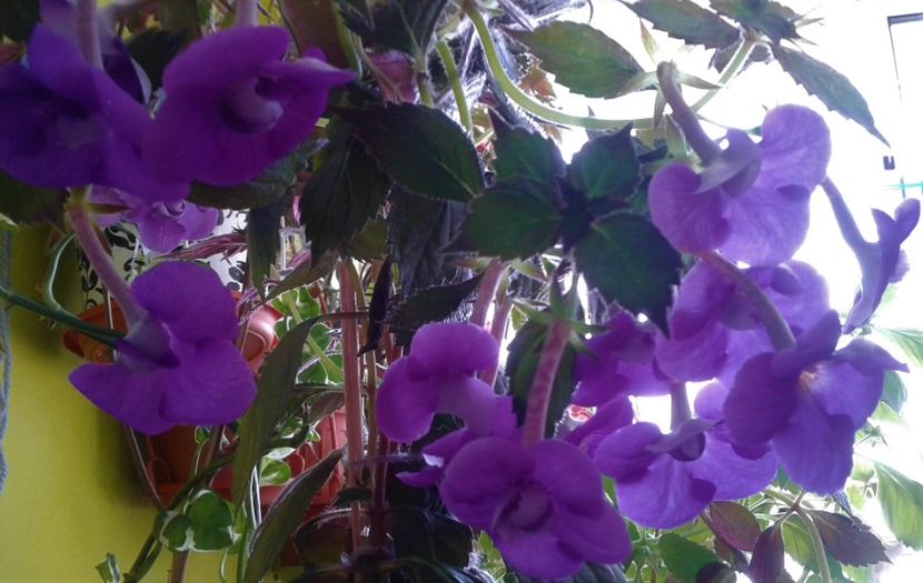  - 000013 ACHIMENES