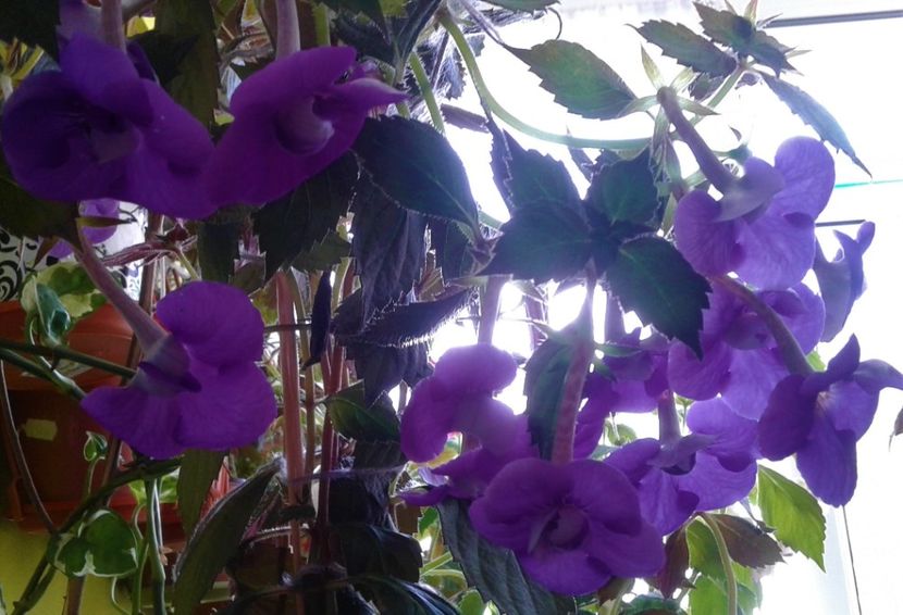  - 000013 ACHIMENES