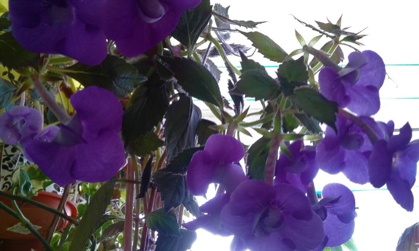  - 000013 ACHIMENES