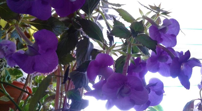 pe balcon nu mai intindem rufe,intindem ghivece cu achi - 000013 ACHIMENES