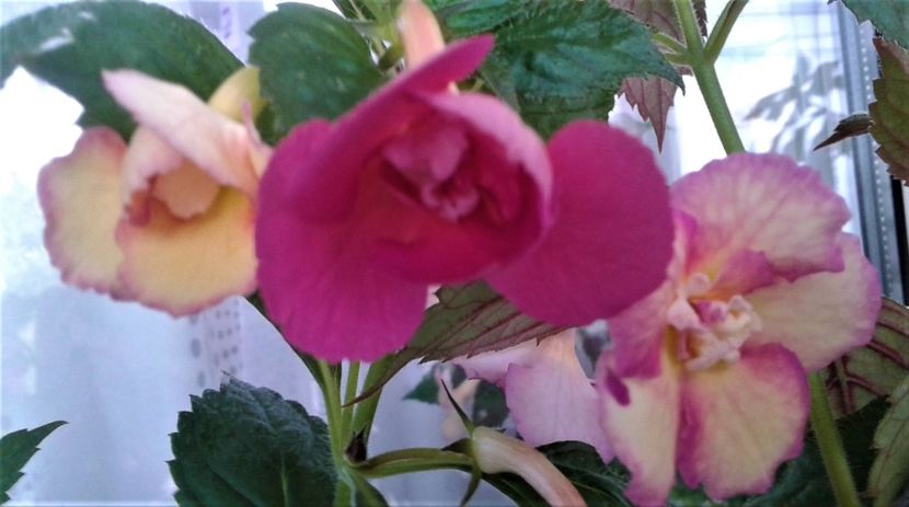 N.. - 00017 ACHIMENES