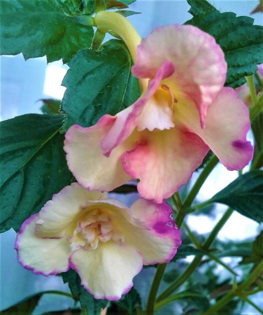  - 00017 ACHIMENES