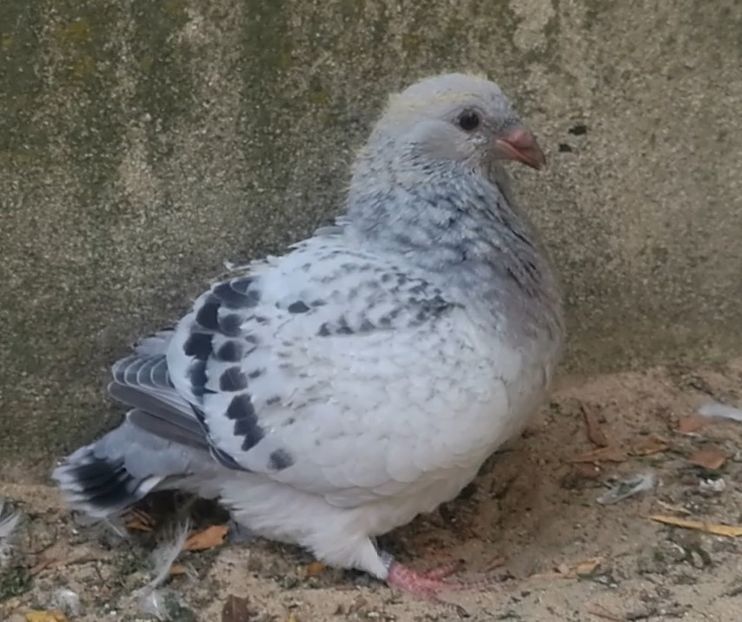 PL20-JRS 38 Archiwum - g- MLODE-2020 - Youth