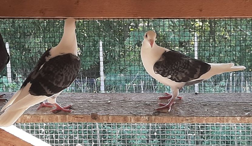 Tineret 2020 - Voiajori LISTI