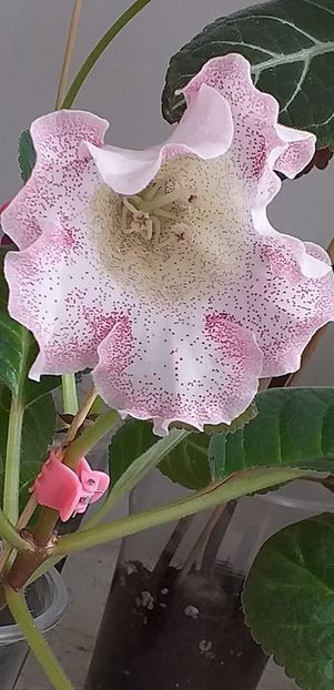 117596002_3171764199571627_673347292852781154_o - Gloxinia 2020