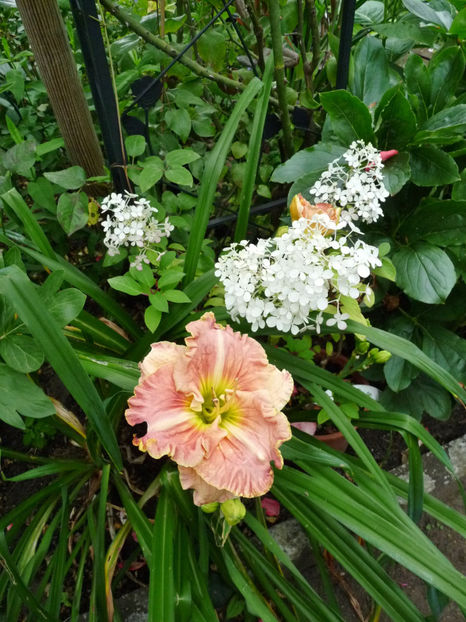  - Hemerocallis