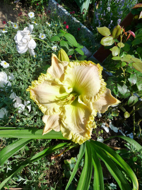  - Hemerocallis