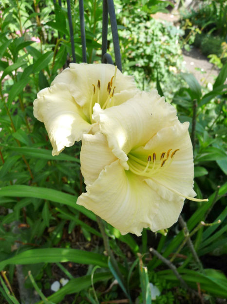  - Hemerocallis