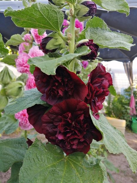  - SEMINTE NALBA DE GRADINA DUBLA - D 103 MIX