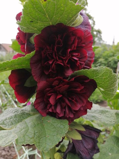  - SEMINTE NALBA DE GRADINA DUBLA - D 103 MIX