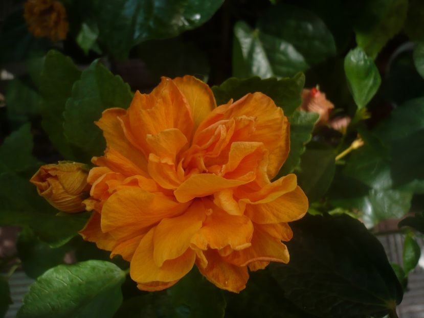 12.08.2020 - HIBISCUSI 2020-2