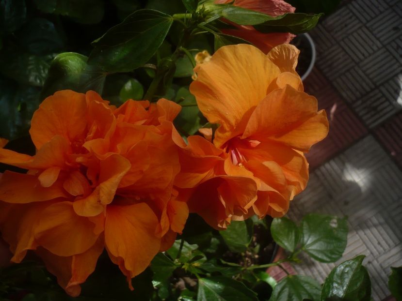 P1450566 - HIBISCUSI 2020-2