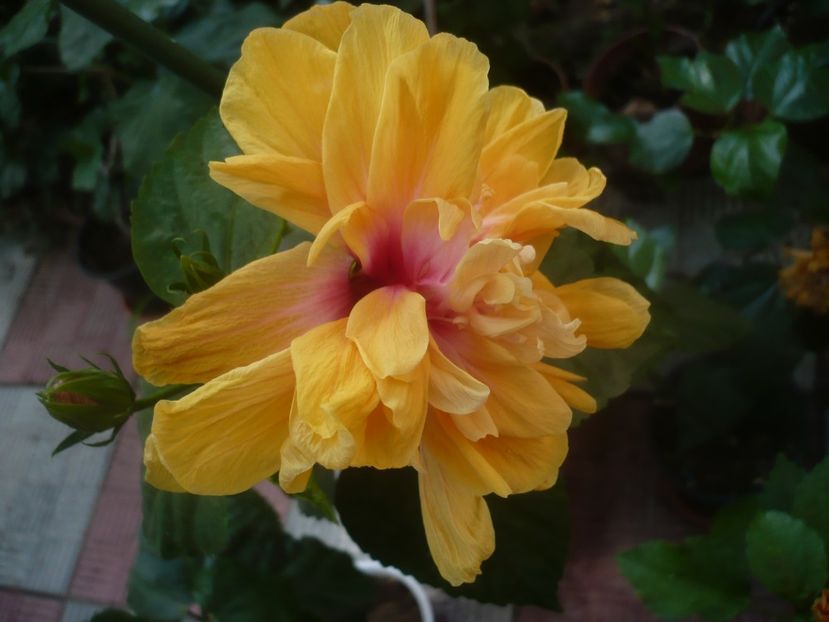 P1450567 - HIBISCUSI 2020-2