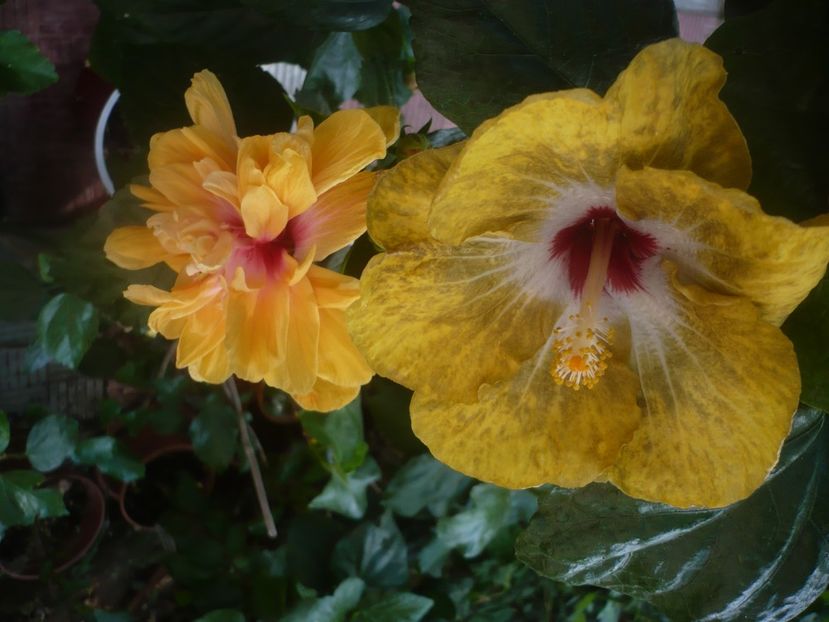 P1450569 - HIBISCUSI 2020-2