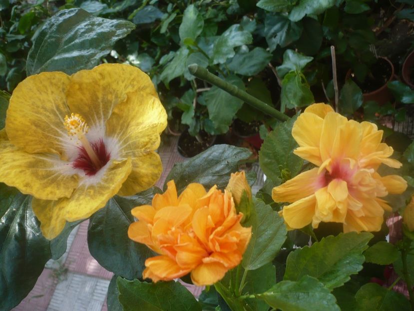 P1450570 - HIBISCUSI 2020-2