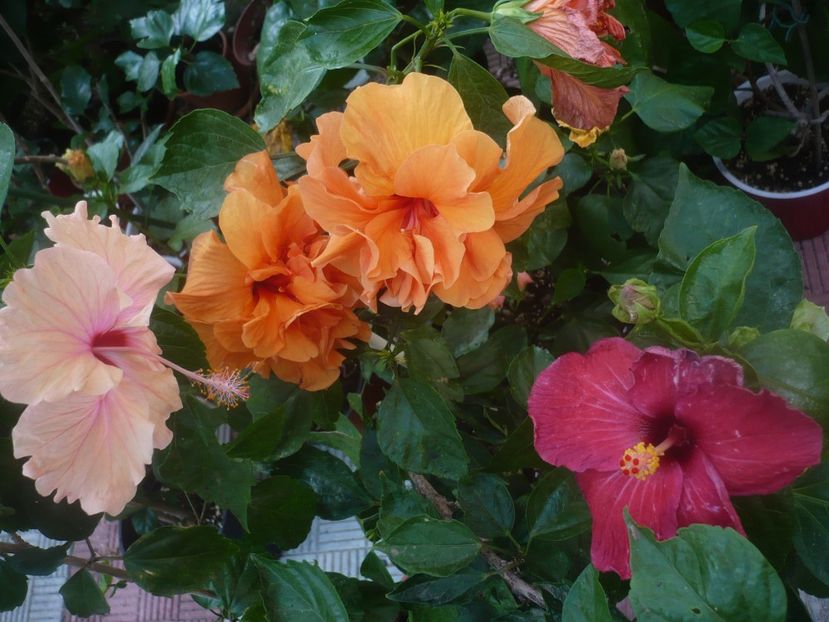 P1450572 - HIBISCUSI 2020-2