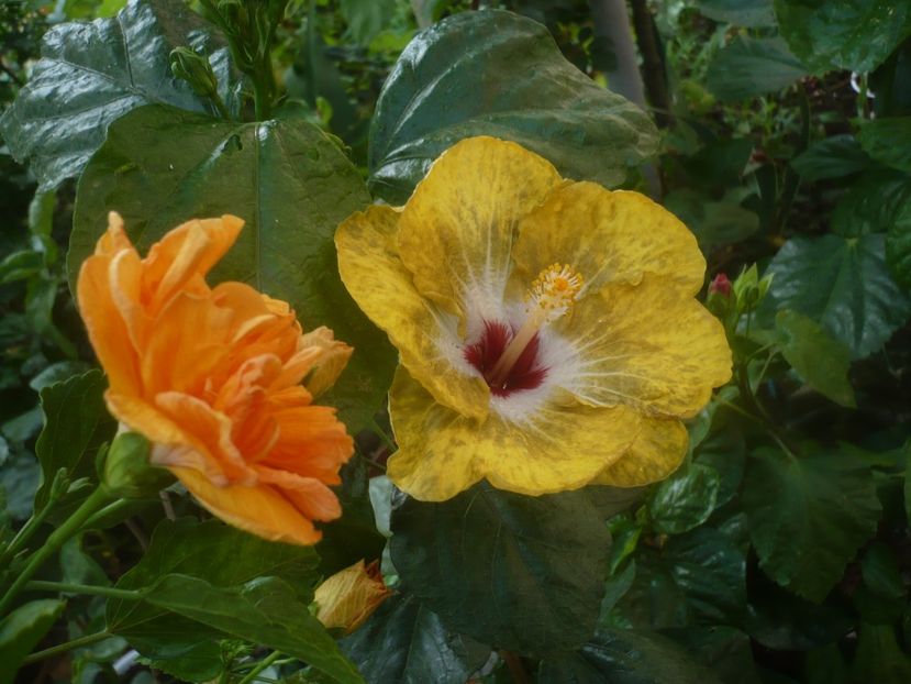 P1450574 - HIBISCUSI 2020-2