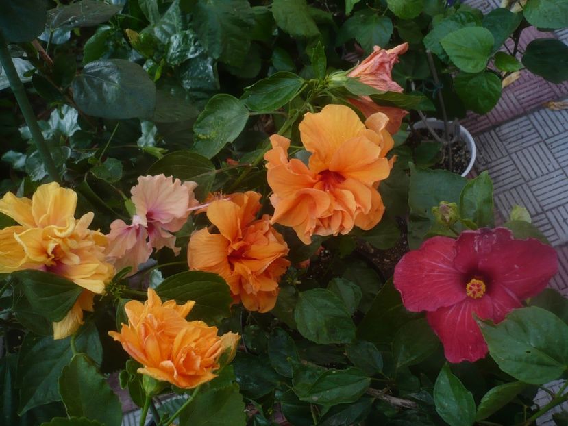 P1450576 - HIBISCUSI 2020-2