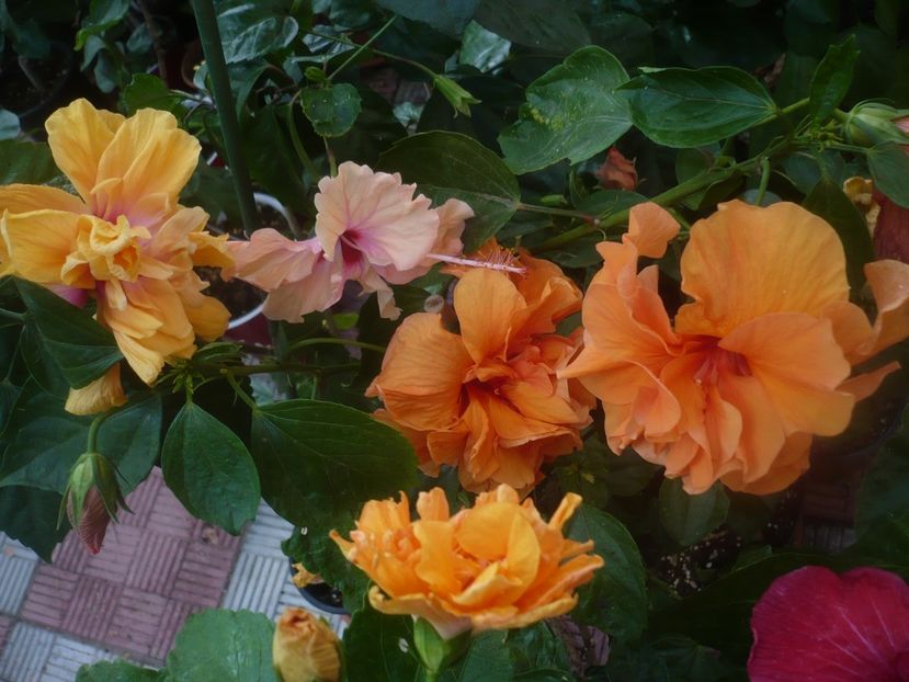 P1450577 - HIBISCUSI 2020-2