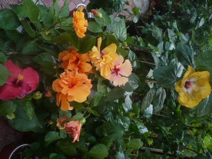 P1450578 - HIBISCUSI 2020-2