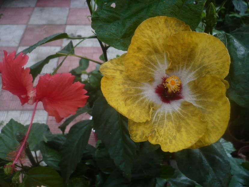 P1450584 - HIBISCUSI 2020-2