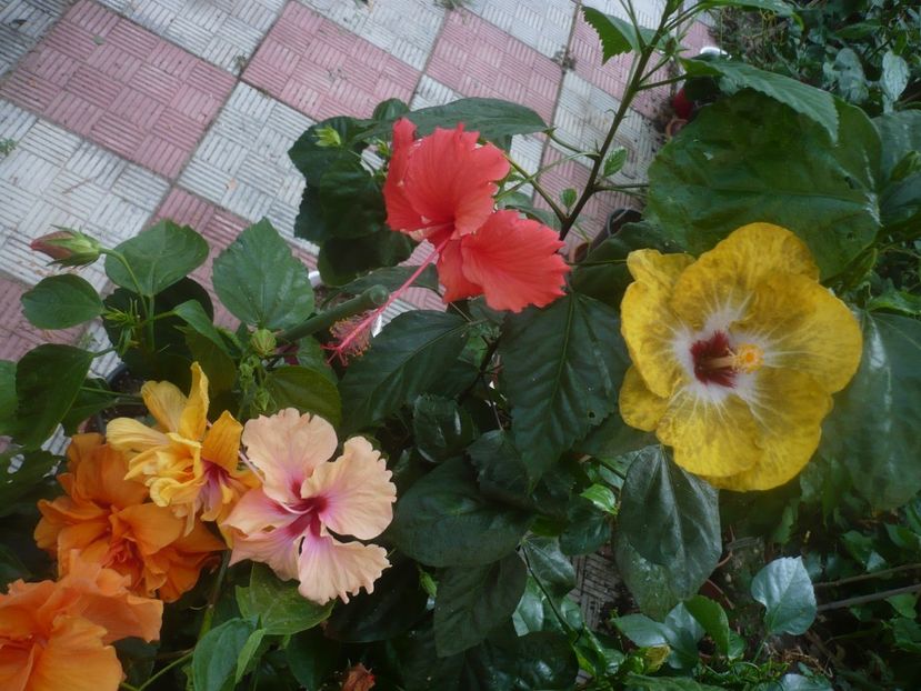 P1450585 - HIBISCUSI 2020-2