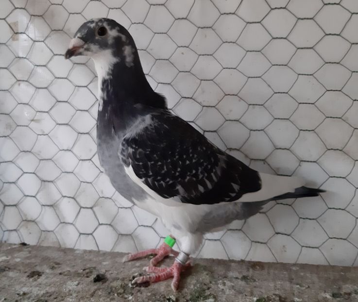  - Voiajori standard pui 2020