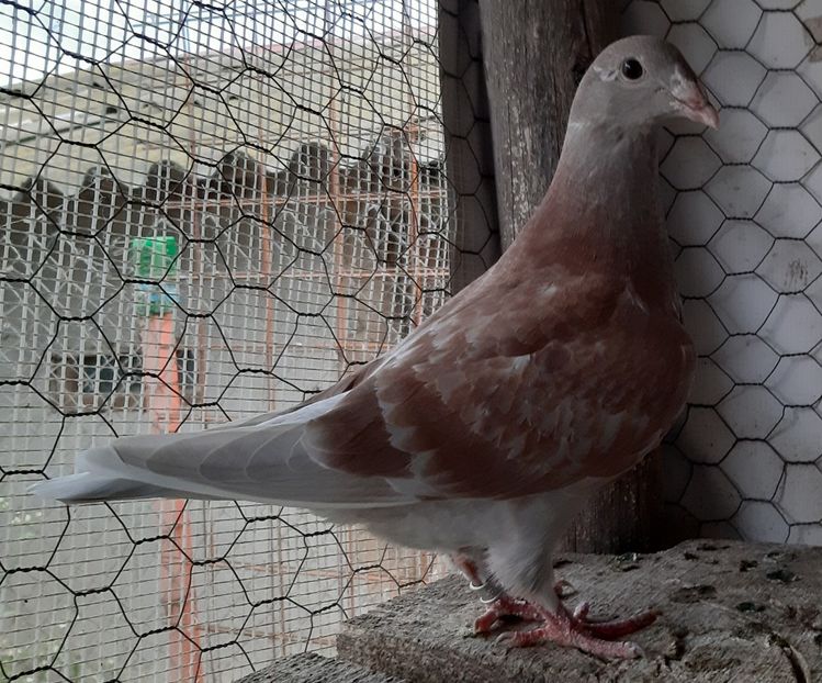  - Voiajori standard pui 2020