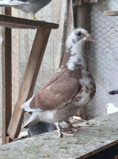  - Voiajori standard pui 2020